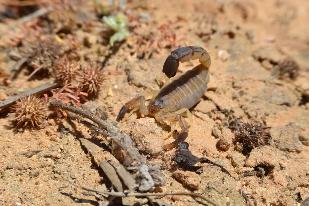 د Fat-tailed scorpion عکس