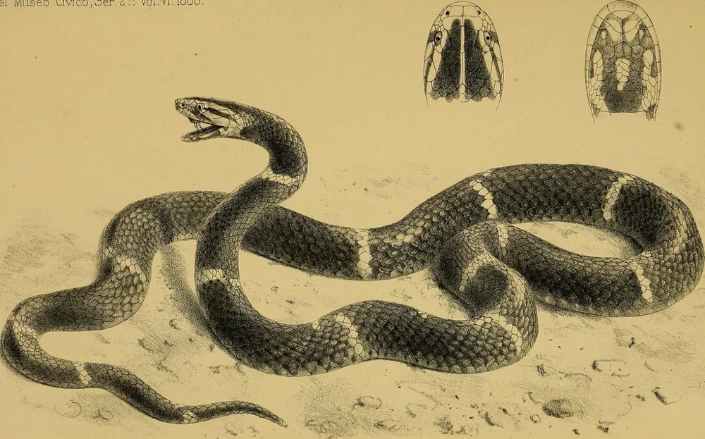 Fea's viper کی تصویر