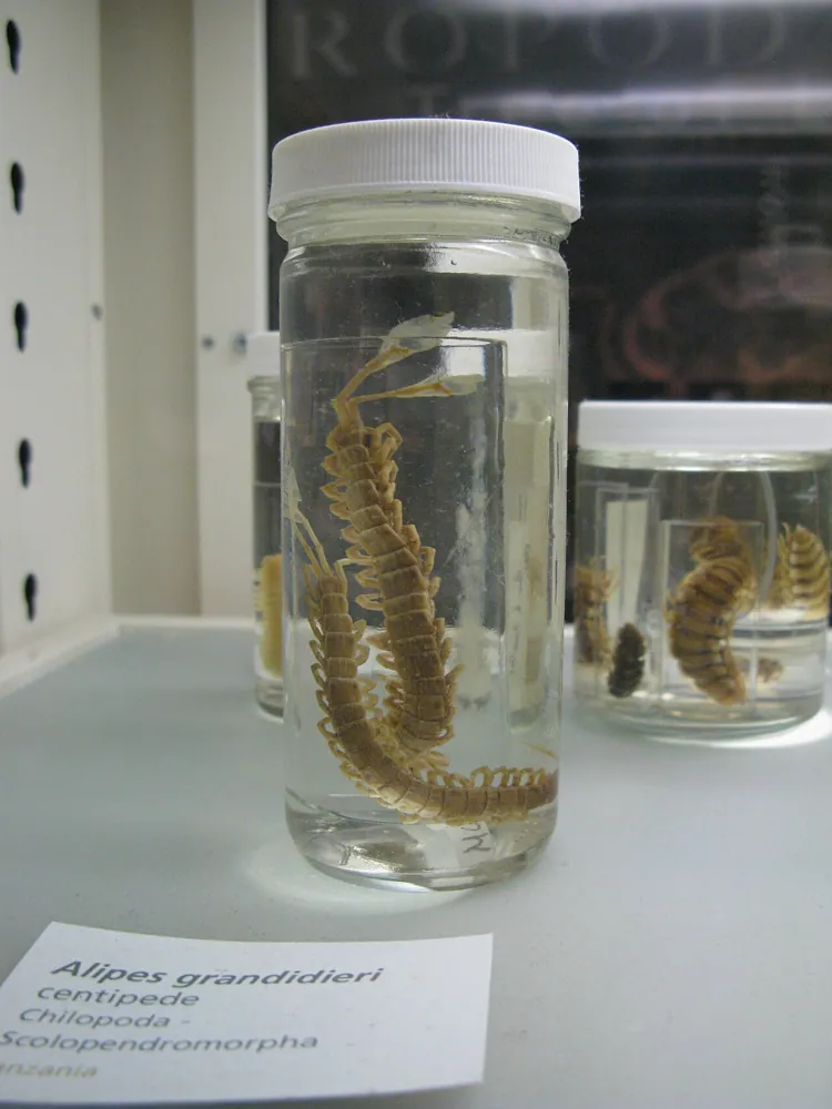 ภาพของFeather-tail centipede