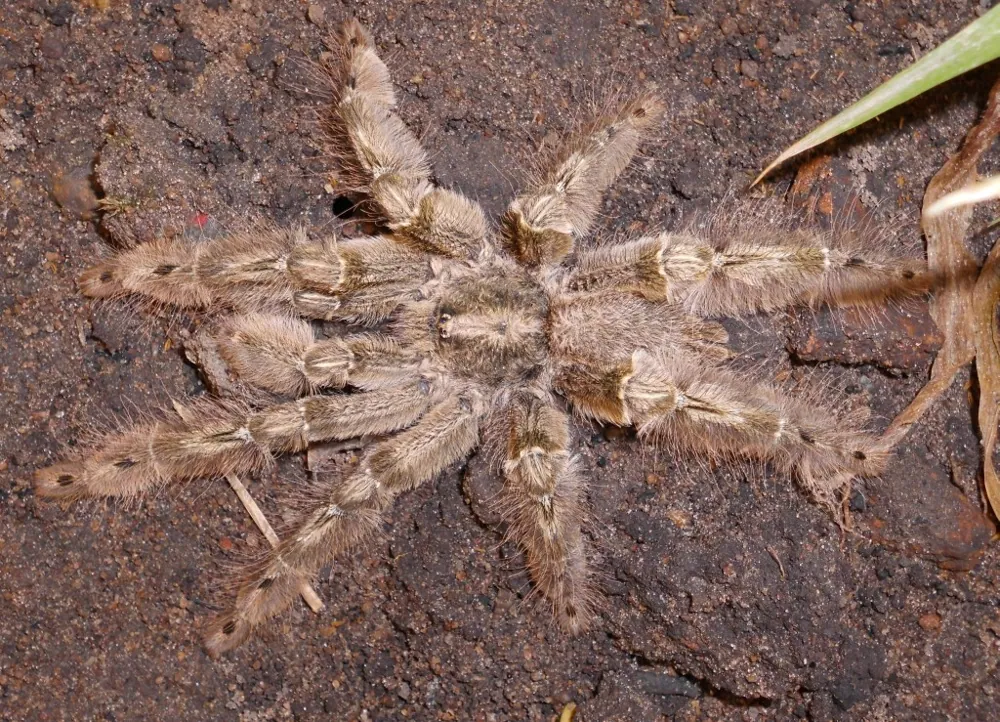 عکس Featherleg baboon spider