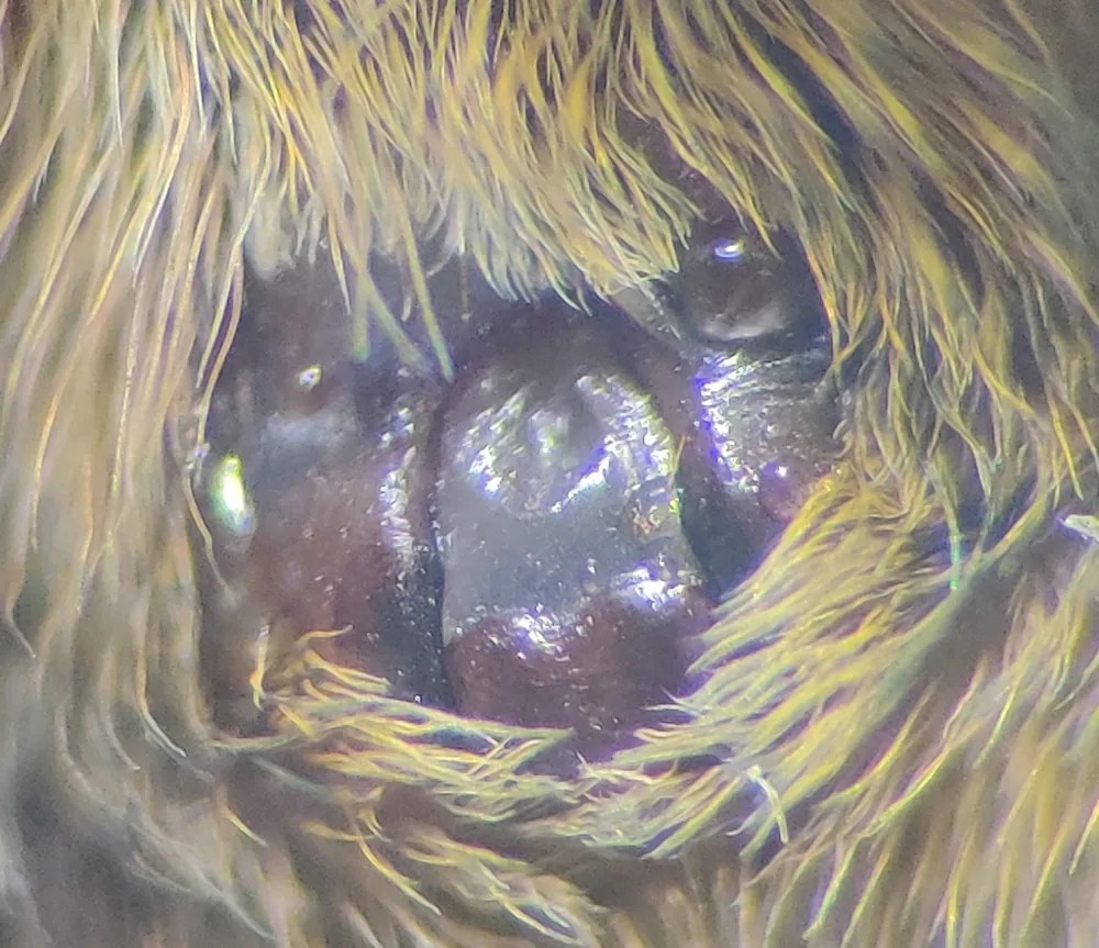 د Fen raft spider عکس