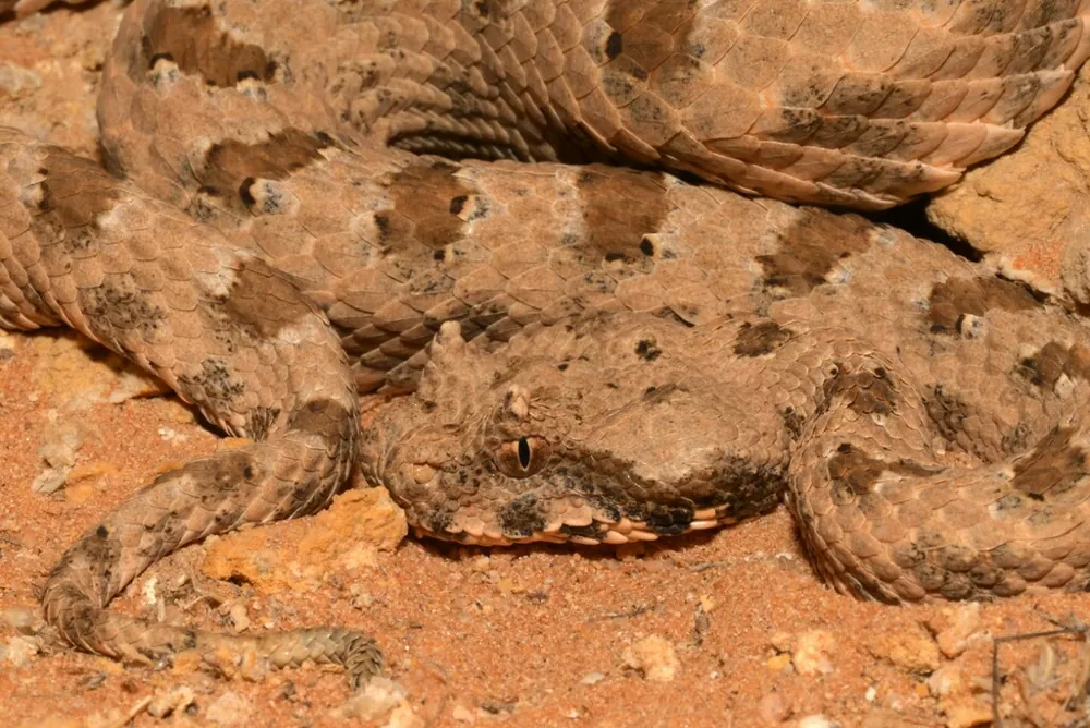 Field's horned viper ఫోటో