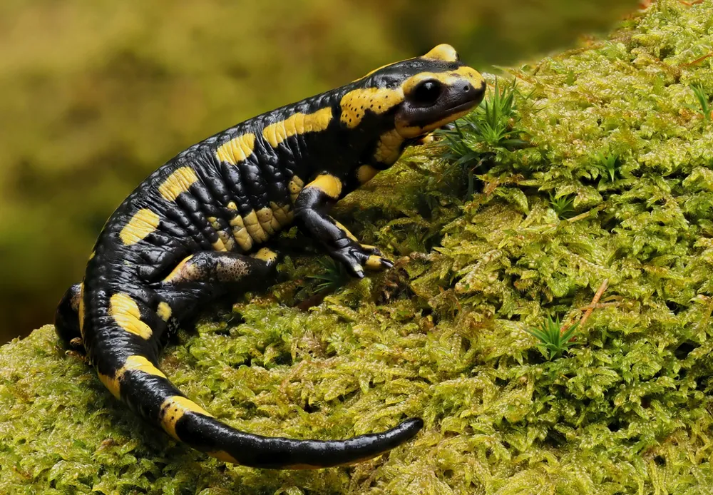 Foto Fire salamander