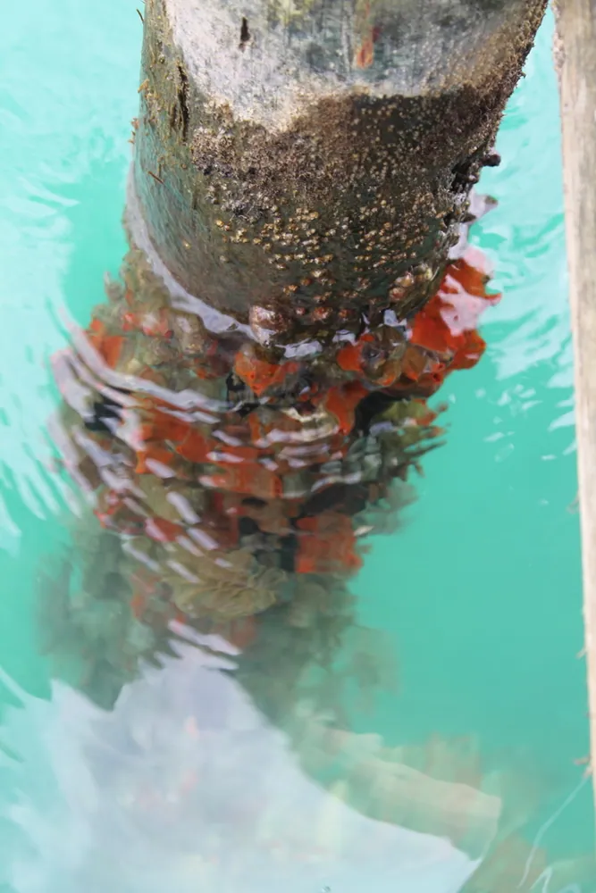 ภาพของFire sponge