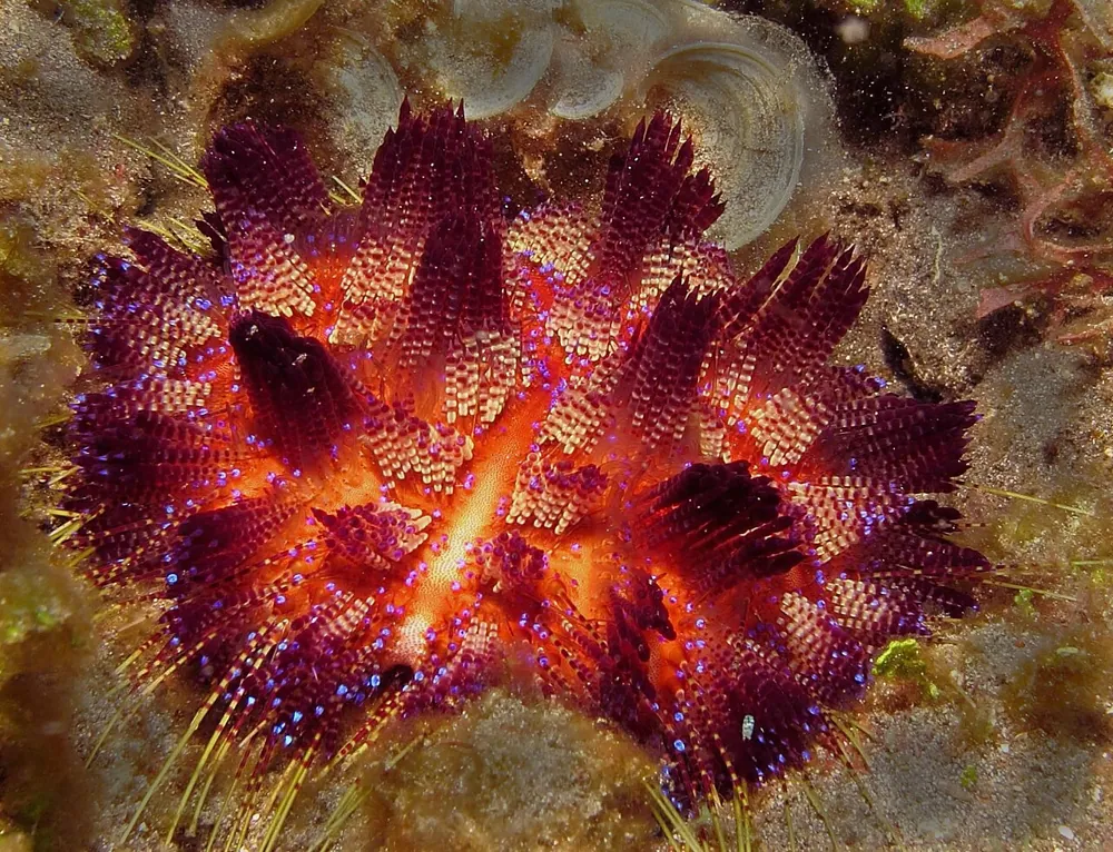 Fire urchin ఫోటో