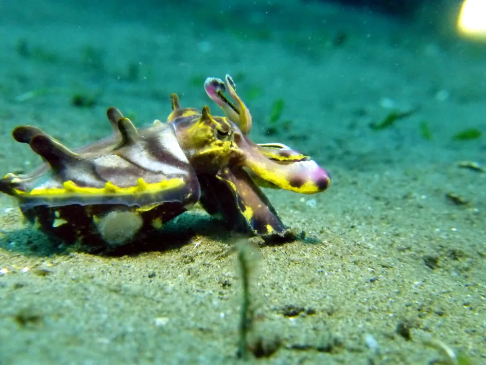Flamboyant cuttlefish ఫోటో