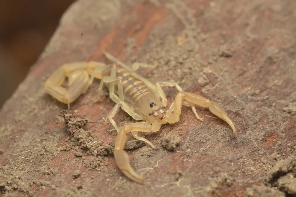 Foto de Flat lesser thick-tailed scorpion