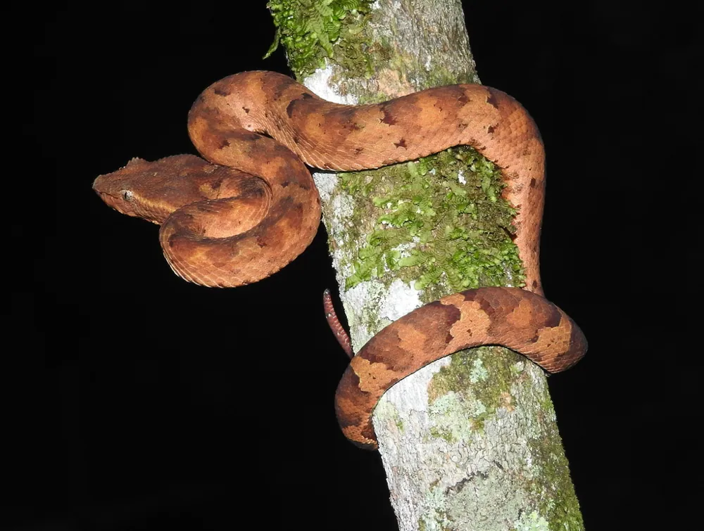 عکس Flat-nosed pit viper