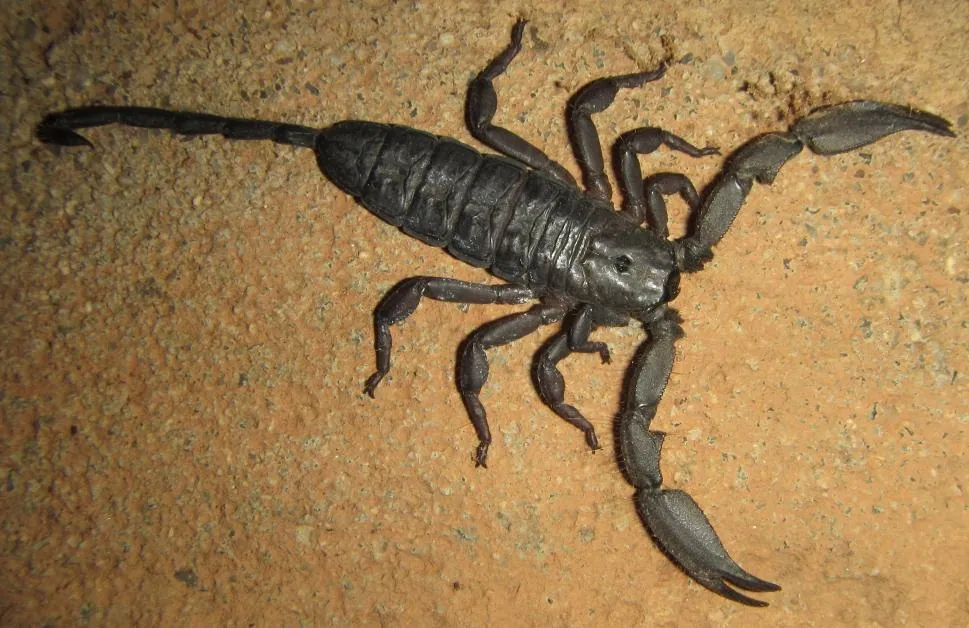 ภาพของFlat rock scorpion