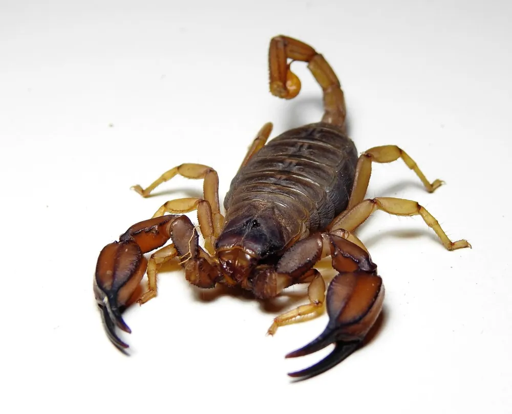 عکس Flinders Ranges scorpion