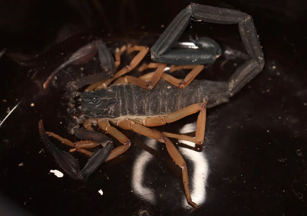 د Florida bark scorpion عکس