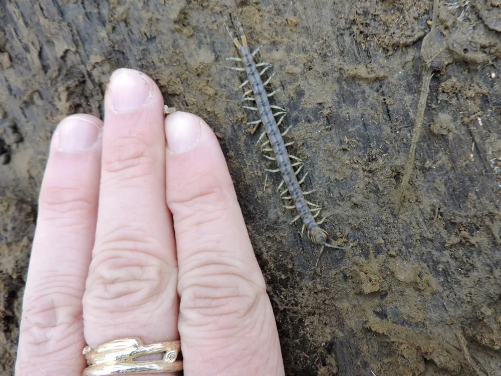 د Florida blue centipede عکس