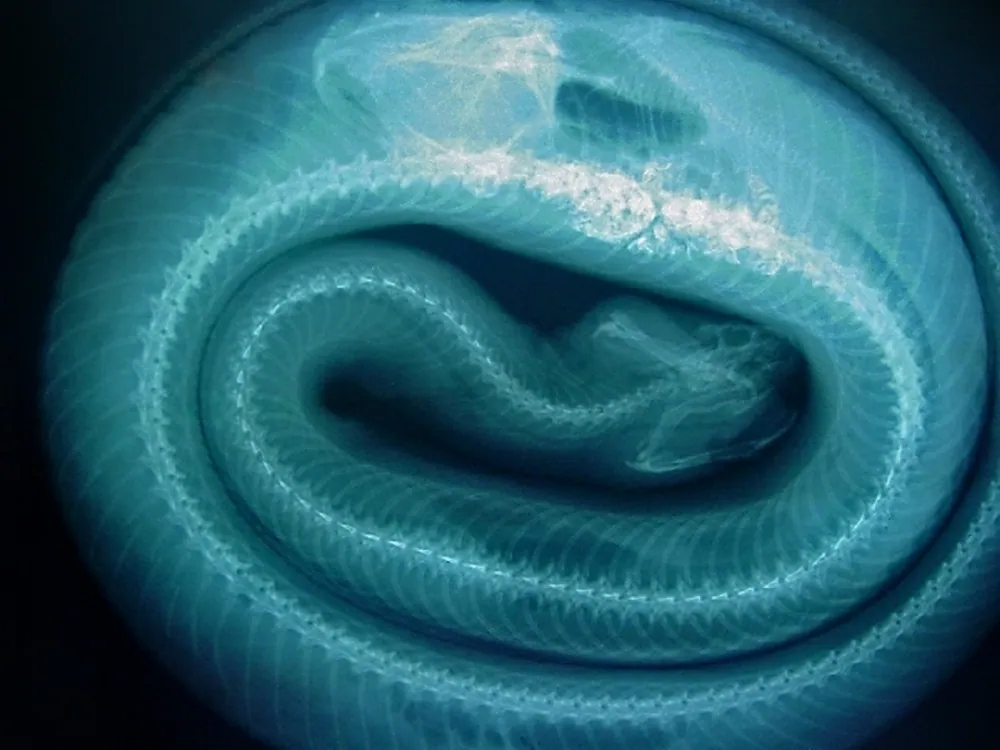 د Florida cottonmouth عکس