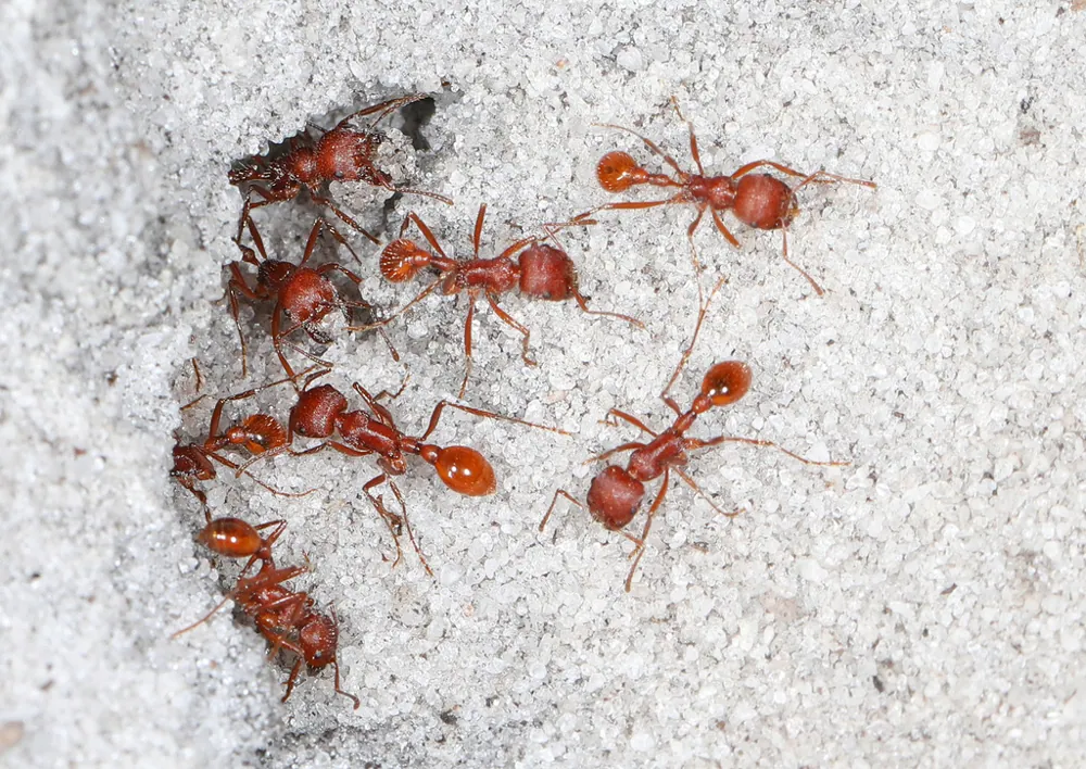 د Florida harvester ant عکس