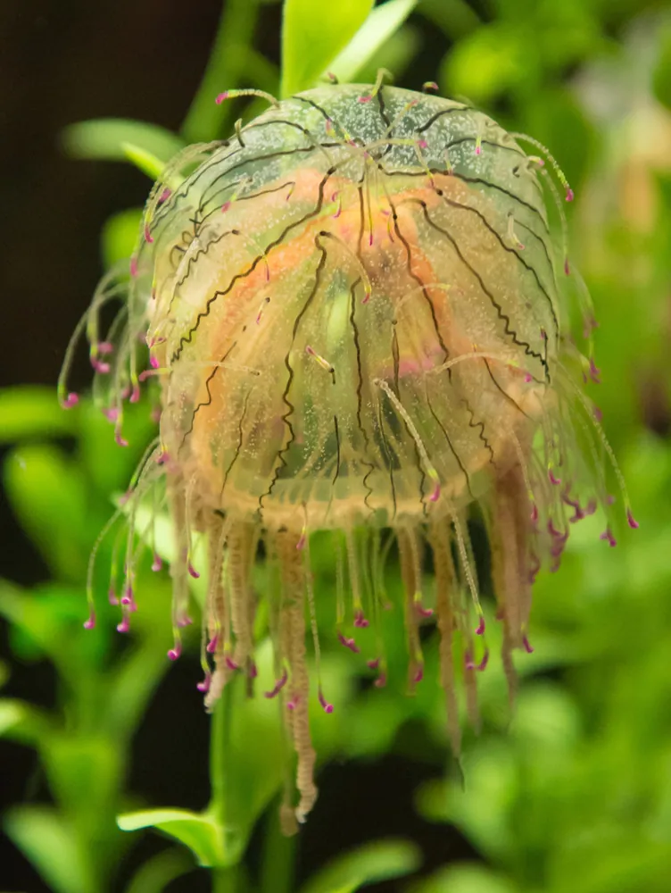 عکس Flower hat jelly