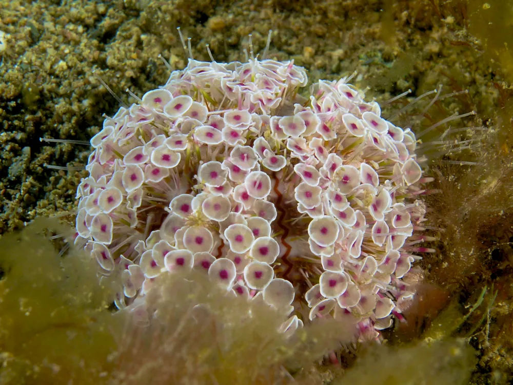 Flower urchin ఫోటో