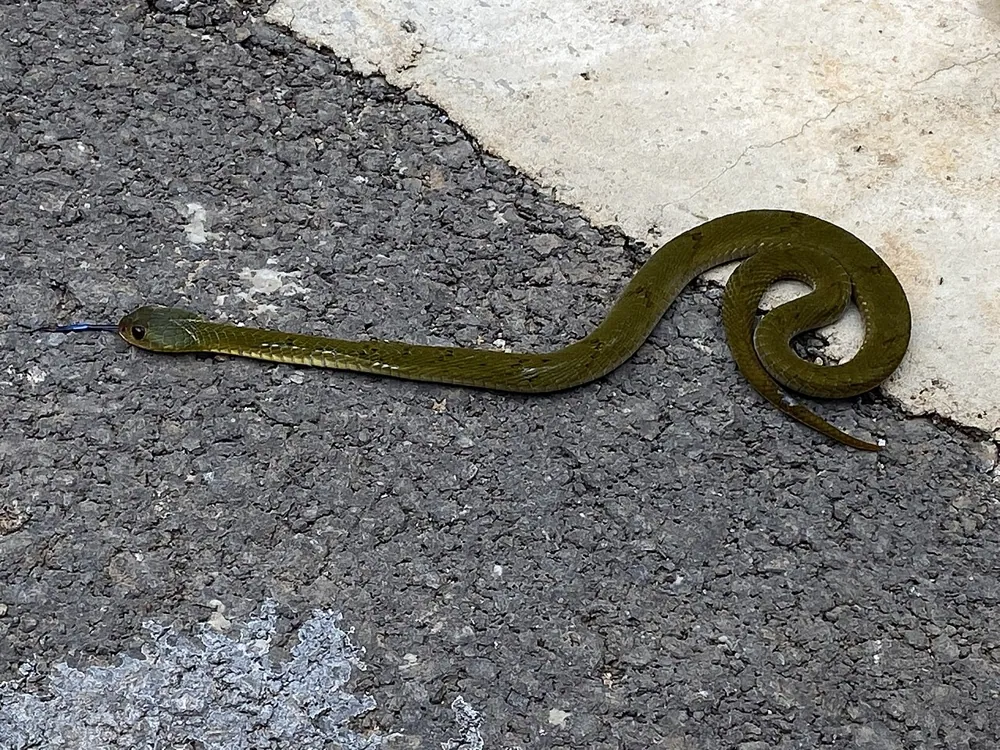 Forest night adder ఫోటో