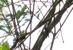 ภาพของForest twig snake