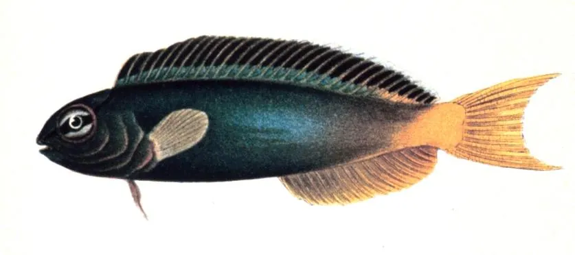 Foto de Forktail blenny