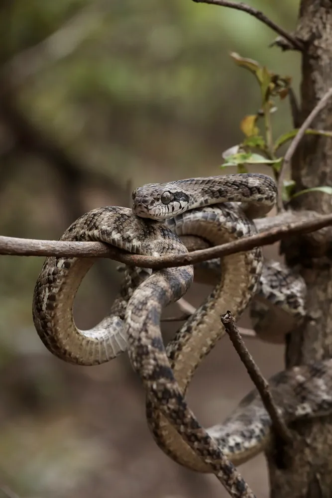 د Forsten's cat snake عکس