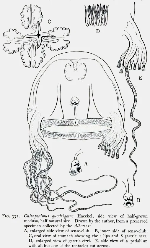 Foto de Four-handed box jellyfish
