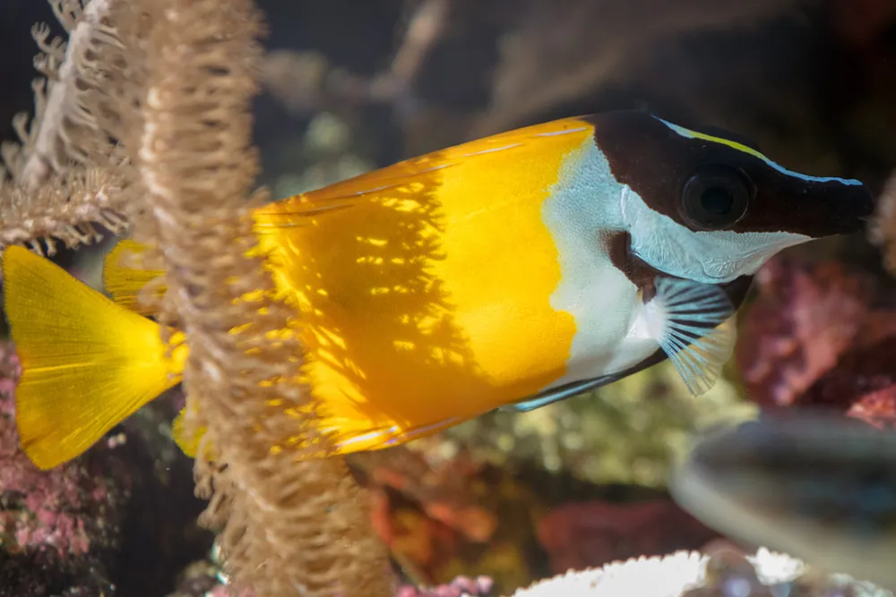 Foxface rabbitfish کی تصویر