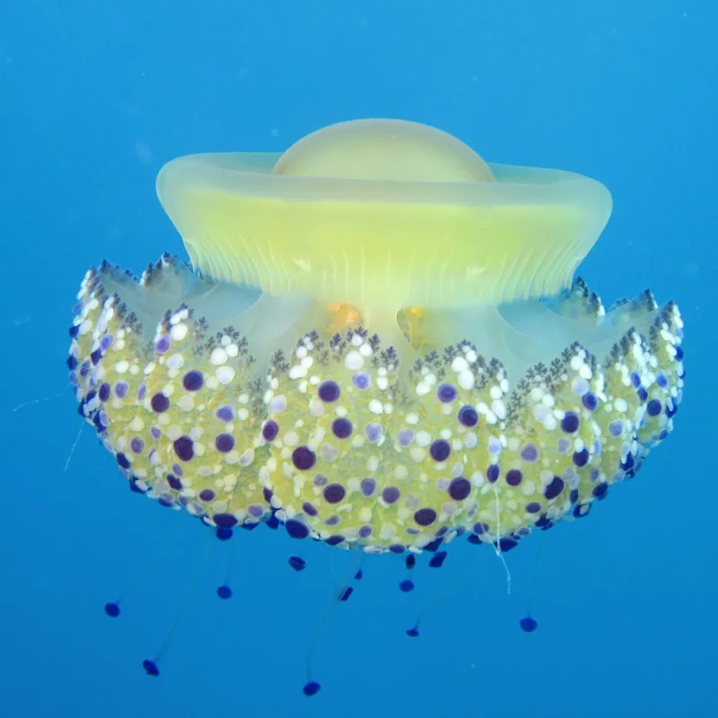 د Fried egg jellyfish عکس