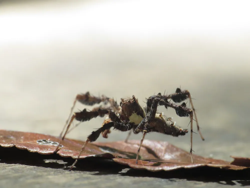 Fringed jumping spider ఫోటో