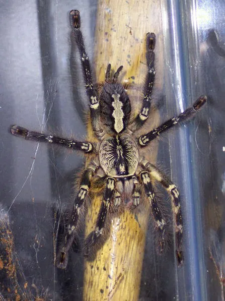 عکس Fringed ornamental tarantula