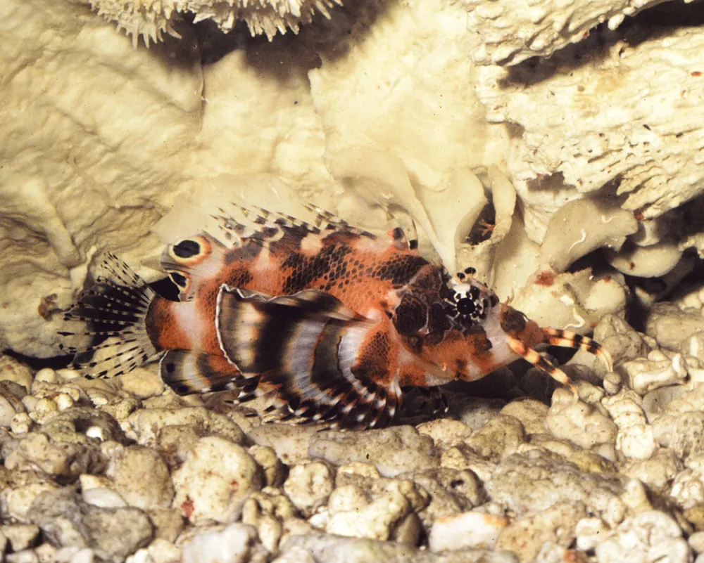 د Fu Manchu lionfish عکس