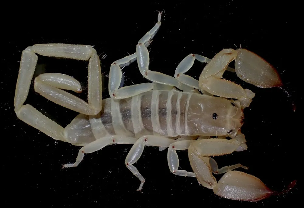 عکس Gadim scorpion