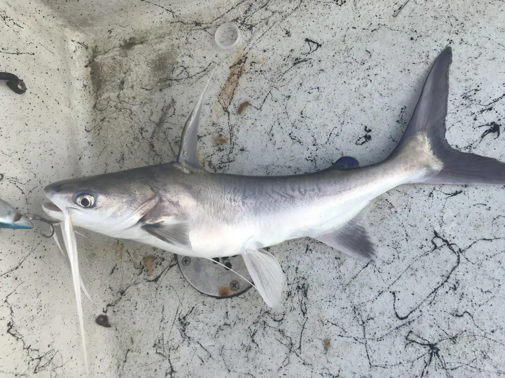 Foto de Gafftopsail catfish