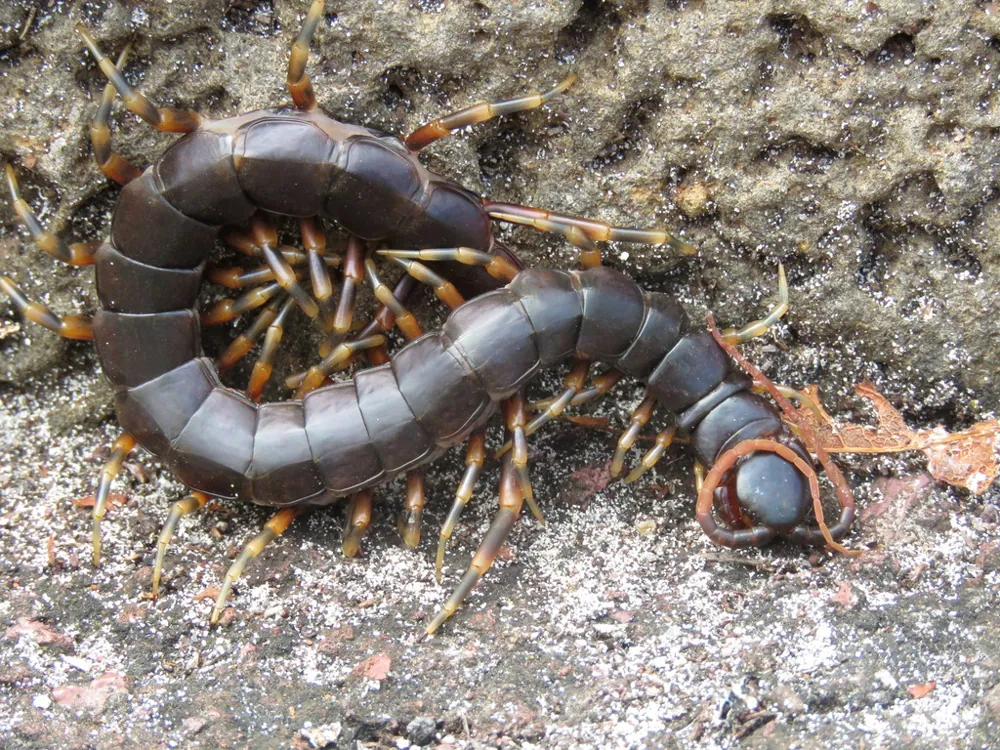 د Galapagos centipede عکس