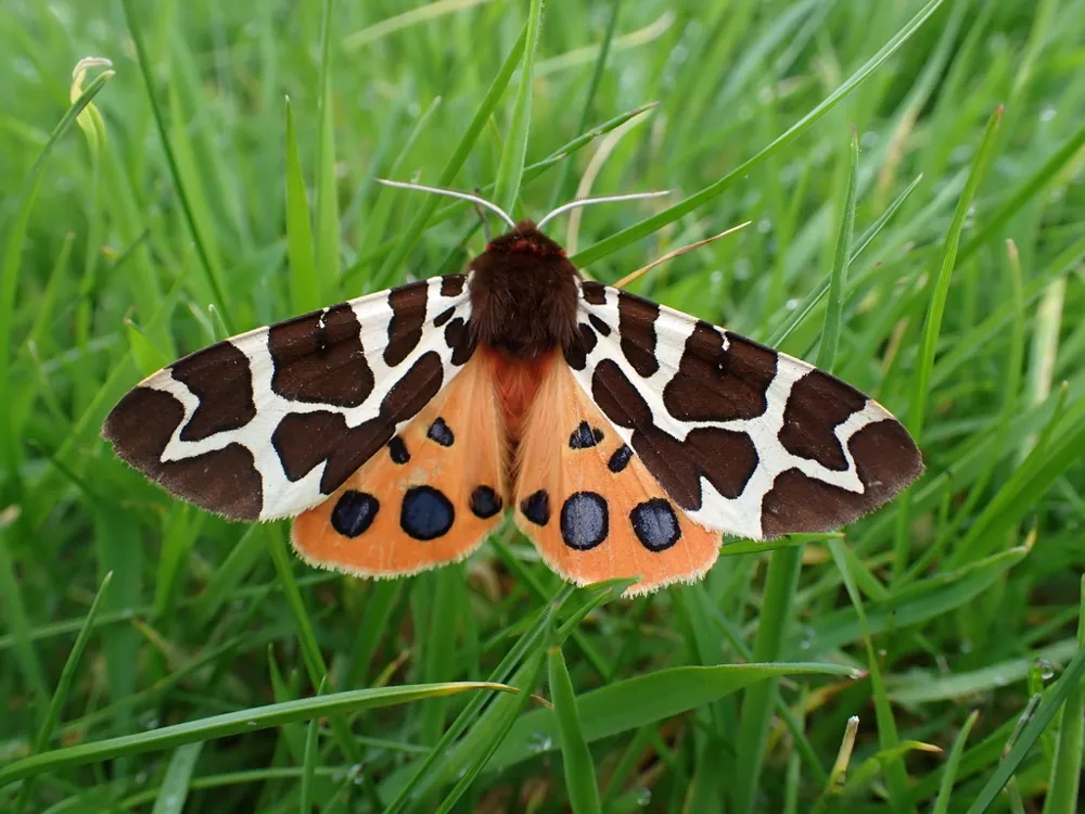 د Garden tiger moth عکس