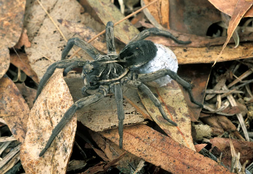 عکس Garden wolf spider