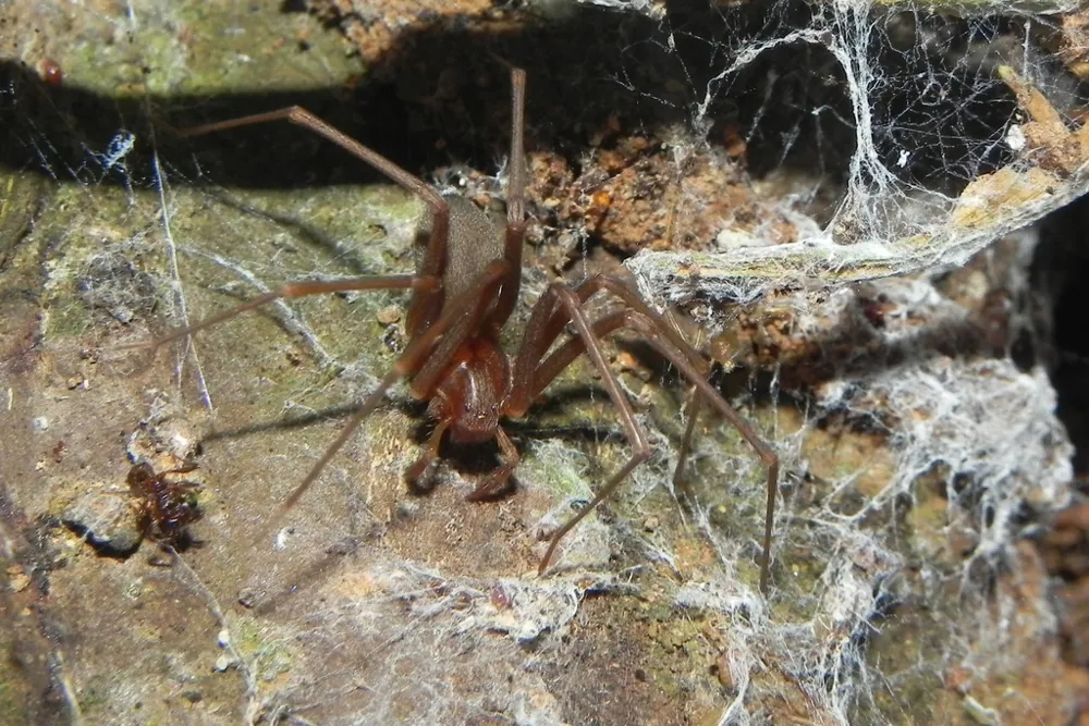 عکس Gaucho brown spider