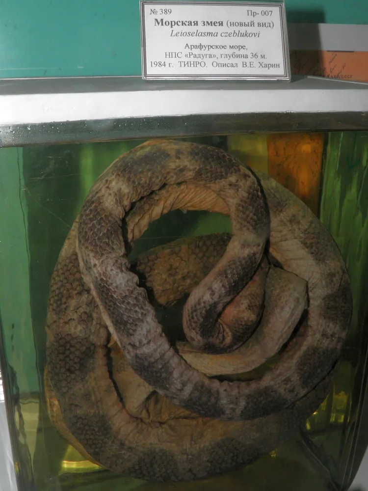 عکس Geometrical sea snake