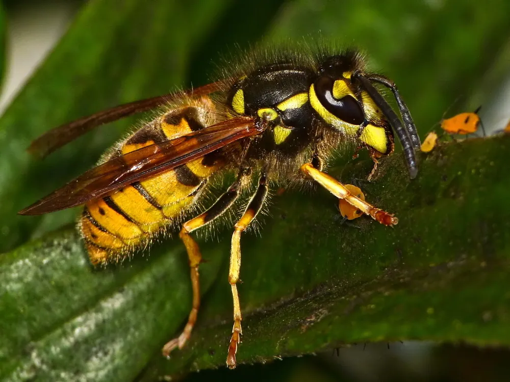 ภาพของGerman wasp