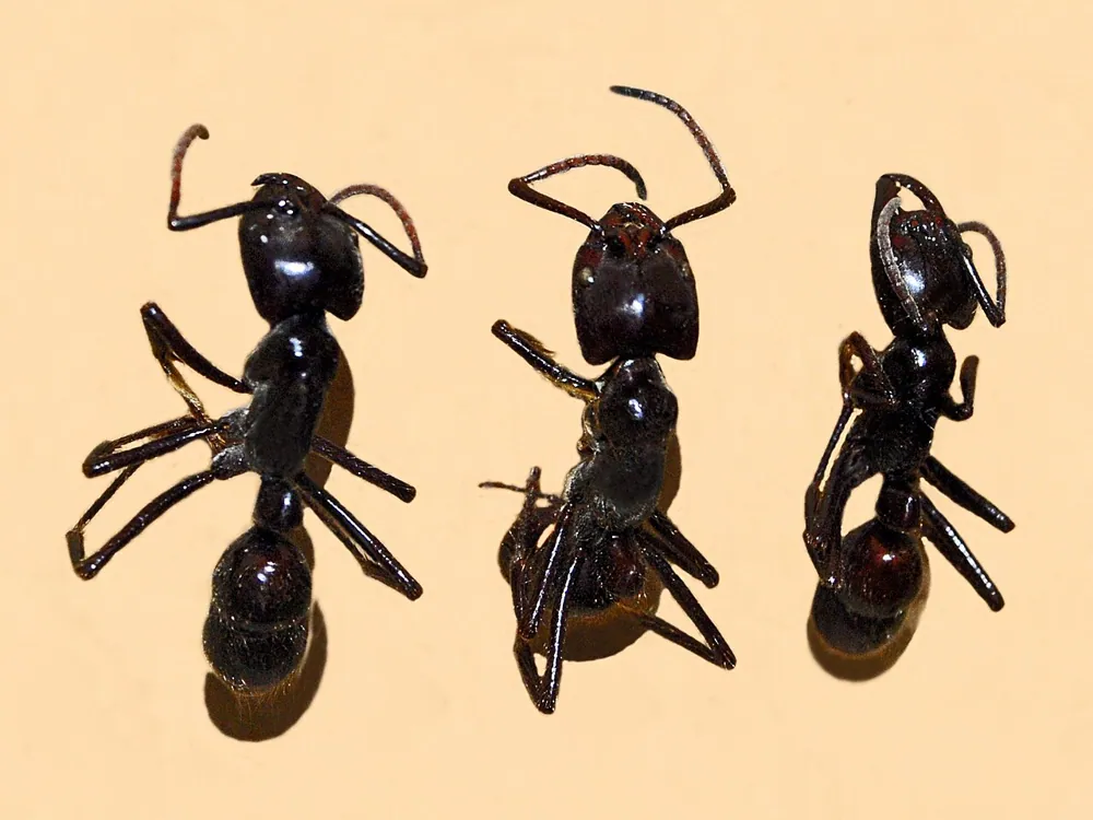 د Giant Amazonian ant عکس
