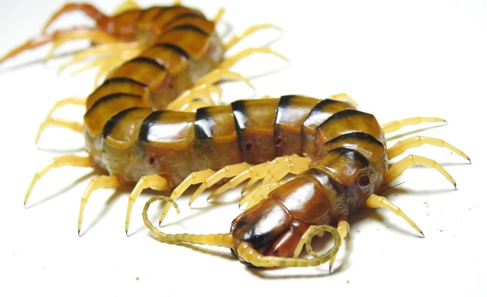 د Giant Australian centipede عکس