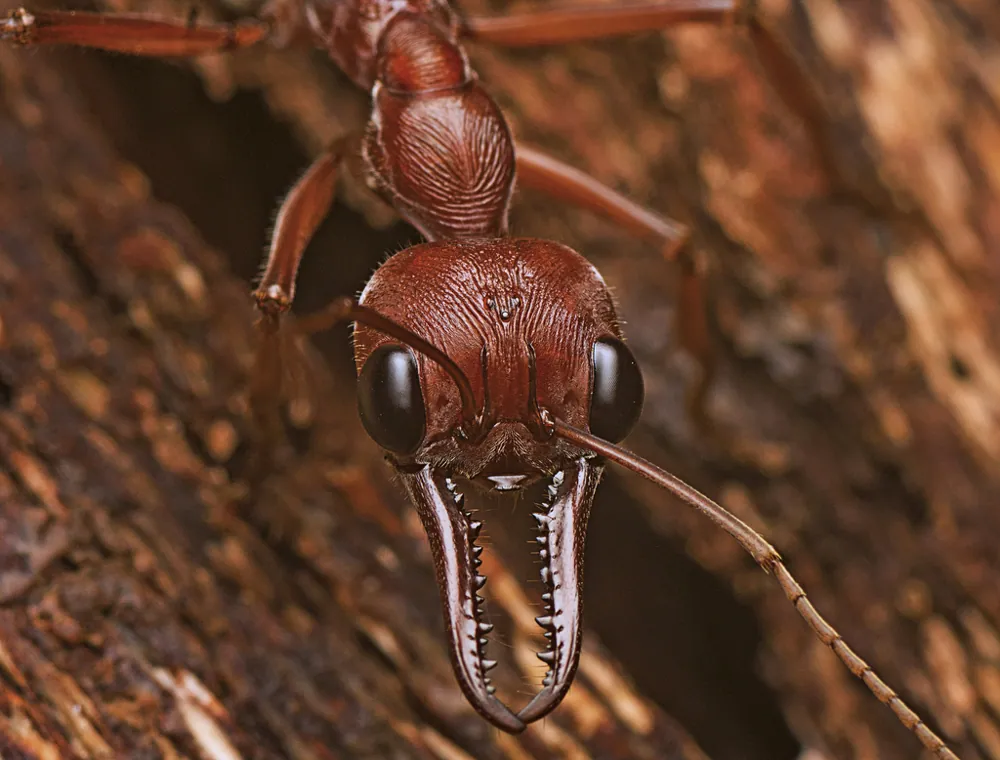 د Giant bull ant عکس