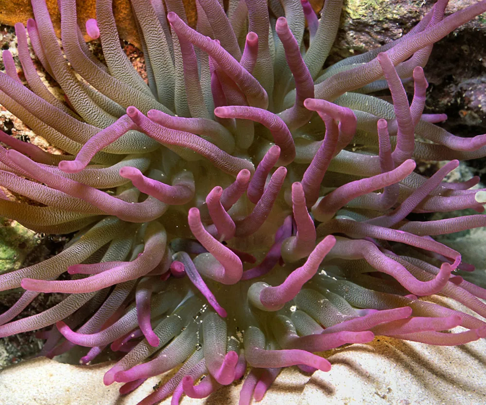 Foto af Giant Caribbean sea anemone