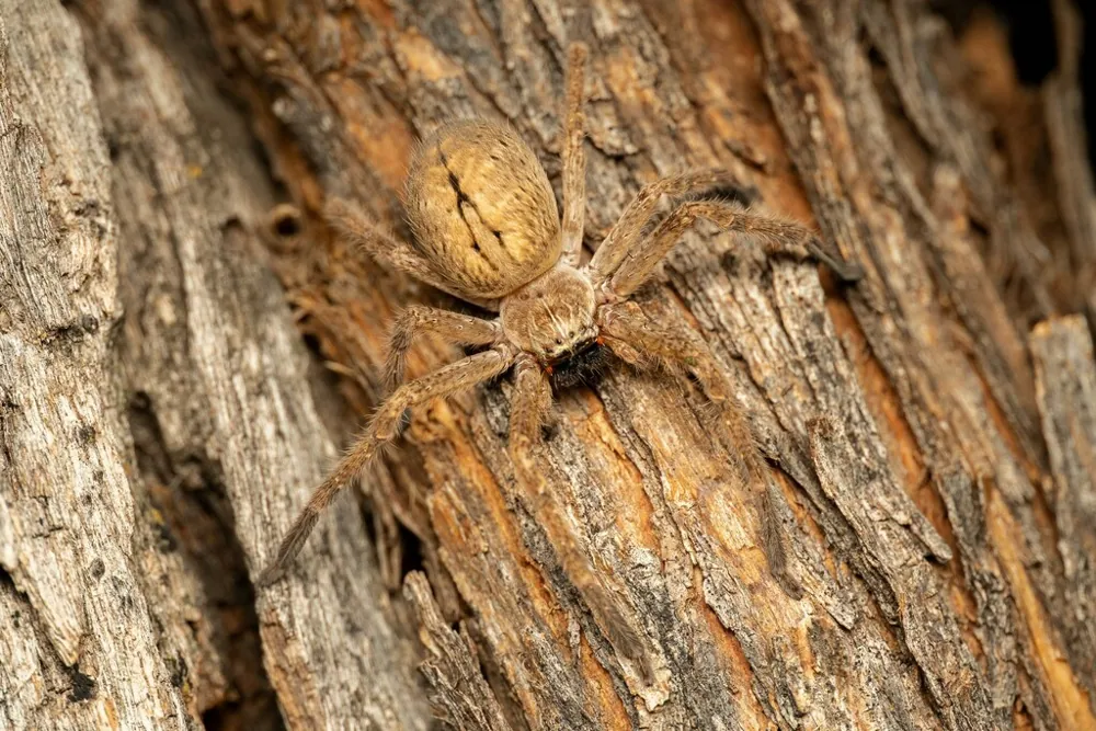 Foto de Giant crab spider