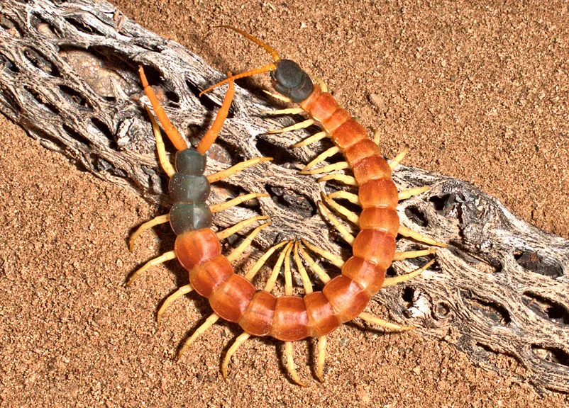 عکس Giant desert centipede