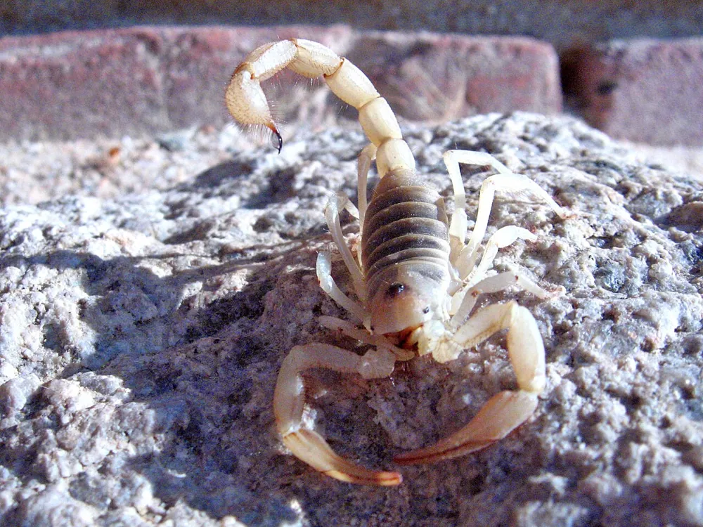 Fotka: Giant desert hairy scorpion