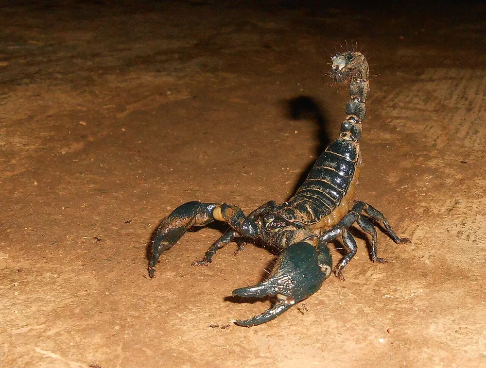 Foto de Giant forest scorpion