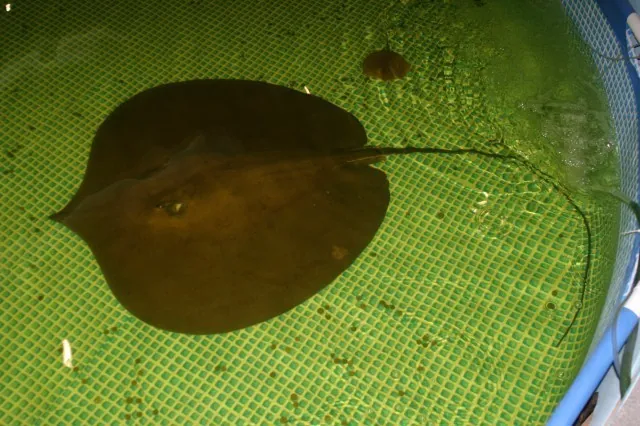 عکس Giant freshwater stingray