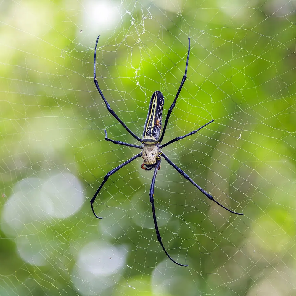Foto de Giant golden orb-weaver