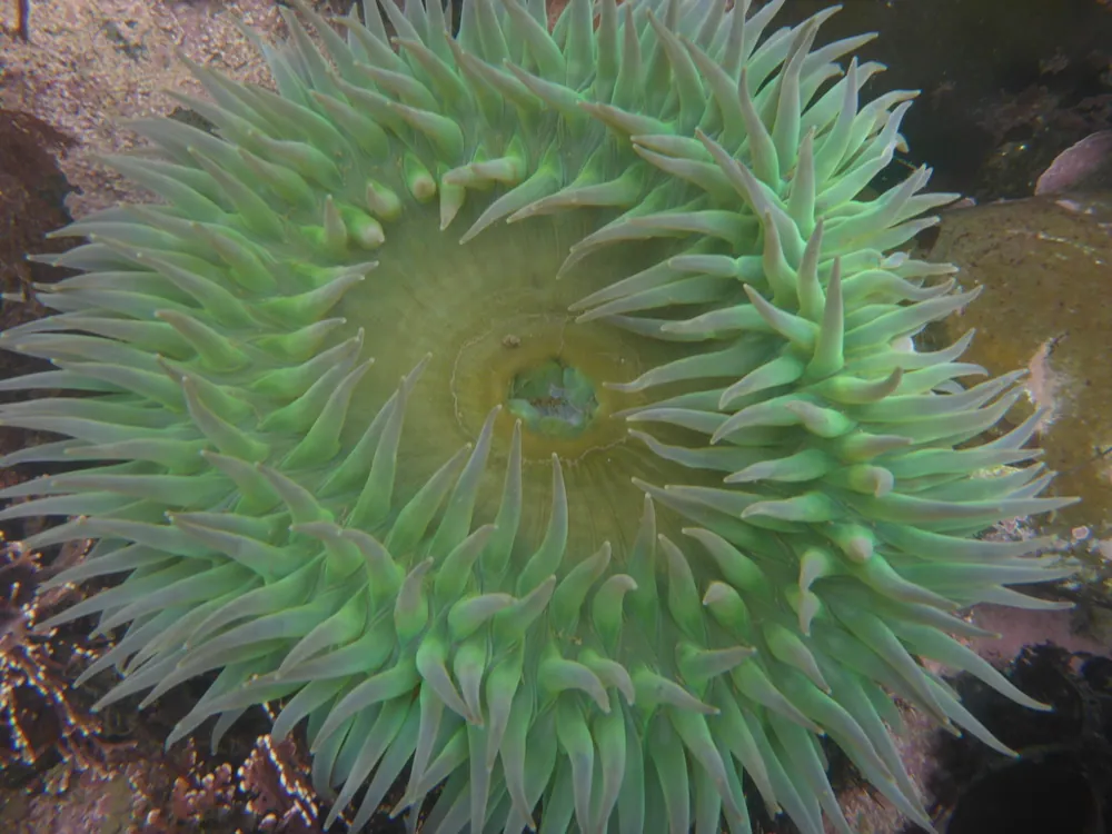 عکس Giant green anemone