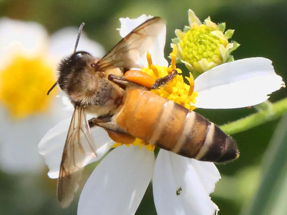 د Giant honey bee عکس
